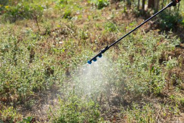 Fıskiye püskürten yosun çalıları, alerjiye sebep olan ambrosia artemisiifolia yaz ve sonbahar otları. Herbisit, böcek ilacı ya da böcek ilacı sıkarak. Yakın plan..