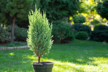 Ardıç ağacı fideleri bahçedeki siyah plastik tencerede, ekilmeye hazır. Yumuşak seçici odaklı bahçe fotoğrafı. Uzayı kopyala Yakın plan..