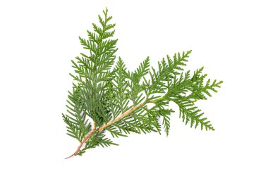 Yeşil thuja dalı beyaz arka planda izole edilmiş. Paketleme, tasarım, model ve sahne oluşturucu için öge.