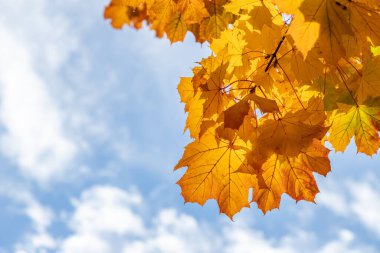 Parlak, parlak sarı akçaağaç yaprakları mavi bulutlu gökyüzüne karşı düşer. Yakın plan..