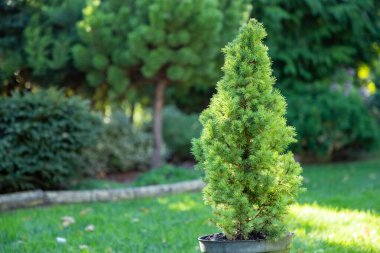 Picea glauca conica tohumları bahçedeki siyah plastik kapta, ekilmeye hazır. Yumuşak seçici odaklı bahçe fotoğrafı. Yakın plan..
