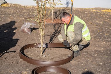 Erkek bahçıvan bahçesinde ya da şehir meydanında yeni dikilmiş ginkgo ağacı için saman gövdesi dairesi yapıyor. Bahçede mevsimlik işler. Peyzaj tasarımı. Bahçıvanlık.