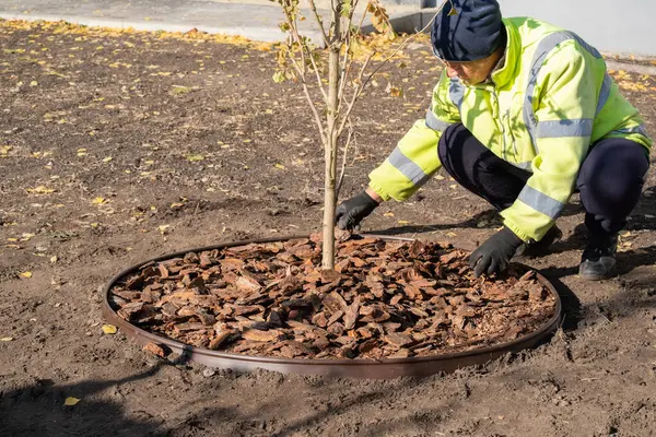 Kadın bahçıvan, çimenlik çember çiziyor. Bahçesinde ya da şehir meydanında kabuğu olan yeni dikilmiş ginkgo ağacı. Bahçede mevsimlik işler. Peyzaj tasarımı. Bahçıvanlık.