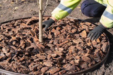 Kadın bahçıvan, çimenlik çember çiziyor. Bahçesinde ya da şehir meydanında kabuğu olan yeni dikilmiş ginkgo ağacı. Bahçede mevsimlik işler. Peyzaj tasarımı. Yakın plan..