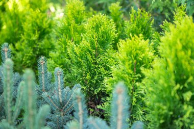 Sıralar halinde tohum tohumu, çam, ardıç, thuja serada kozalaklı bitkilerin fidanlığında bir sürü bitki var. Yakın plan, seçici odaklanma. Boşluğu kopyala.