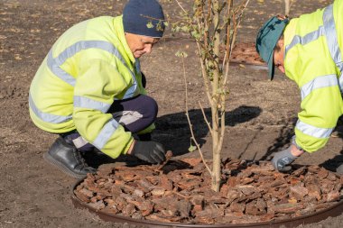 Kadın bahçıvanlar çember oluşturuyorlar. Bahçede ya da şehir meydanında kabuklu ginkgo ağacı dikiyorlar. Bahçede mevsimlik işler. Peyzaj tasarımı. Bahçıvanlık.