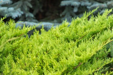 Yeşil genç ardıç dalları kapatın. Ardıç dalları ile arka plan. güneşli bir gün. doğa duvar kağıdı. Bahar. Yaz.