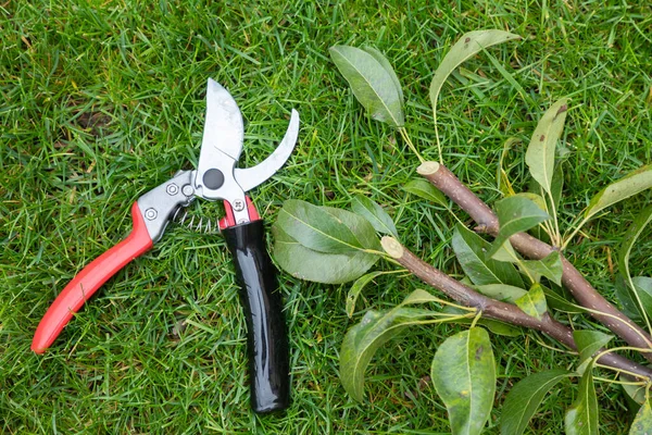 Manuelle Gartenschere Auf Einem Rasen Mit Abgeschnittenen Zweigen Ästen Eines Stockfoto