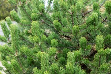 Yeşil köknar veya çam ağacı dalı. Doğal arka plan. Arka planda Noel ağacının dalları var. Noel çam iğneleri. Yakın plan..