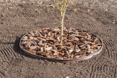 Bahçe bitkilerinin etrafındaki sandıklar toprak kurumasın diye çam kabuklarıyla kaplıdır. Organik saman gövdesi dairesiyle ağaç dikmek ya da büyütmek. Güneşli bir gün.