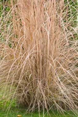 Cortaderia selloana bahçe için güzel bir çiçek. Baharda bahçedeki çimler, uzun yeşil thuja çitinin arka planında. Dikey. Yakın plan..