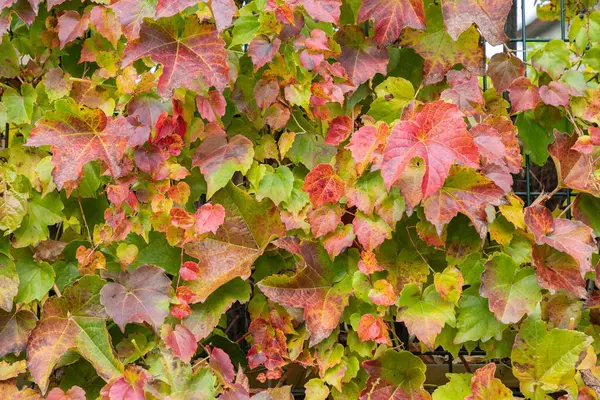 Fence covered in red, yellow and green ivy or grape autumn leaves. Fall season. Red autumn ivy leaves on the wall on an autumn day, natural foliage background. Close-up.