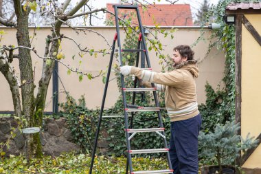 Erkek bahçıvan, sonbaharda testere ya da pille çalışan kesiciler ya da makaslarla meyve bahçesindeki meyve dallarını budamak için merdiven kullanıyor. Sonbahar ağacı.