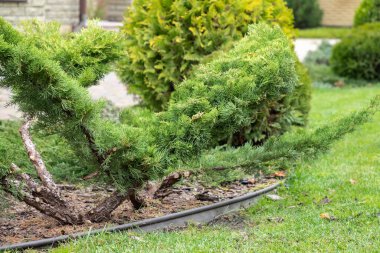 Bahçe bonsai 'si, ardıç çiçeği, bahçe çimenliği, arka bahçedeki Niwaki bahçe ağacı, yeşil bir çimenlik. Yakın plan..