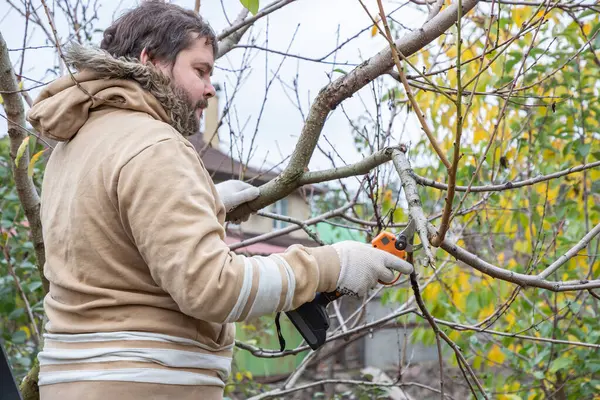 Male gardener prune fruit tree using battery powered pruning secateurs, shears. Pruning electric tools. Farmers prunes and cuts branches of a tree in the garden with electric pruning secateurs in autumn.