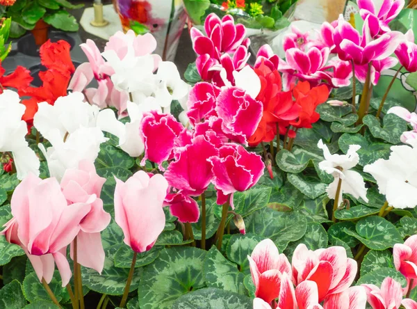 Seasonal blooming winter flowers. Close up pink and red cyclamen flowers in a pots in the garden store center. Gardening hobby. Greenhouse cultivation and sale of indoor flowers with cyclamen. Close-up.
