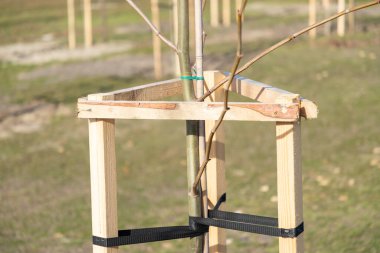 Ağaç Desteği genç ağaçlar tahta kazıklarla destekleniyor. Genç ağaç fidanı tahta çıtalar tarafından desteklenip destekleniyor ve bant teli ile bağlanıyor. Destek için üç kazığı olan ağaçlar. Yakın plan..