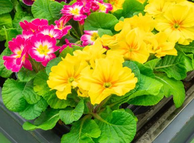 Bahçe mağazası merkezinde çok renkli Primula Çiçekleri. Primrose Primula Vulgaris çiçek açıyor. Canlı çiçek manzarası, düzlük. Primrose Primula Vulgaris çiçeği. Multicolor Country Garden Primula Çiçekleri. Yakın plan..