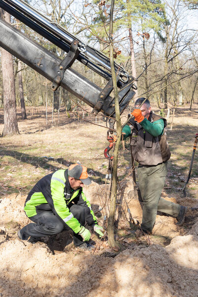 Professional gardeners in protective work clothes are planting a tree in a dug hole in a old park using mobile crane loader truck. Landscaping of streets, parks with young tree on a sunny spring day.