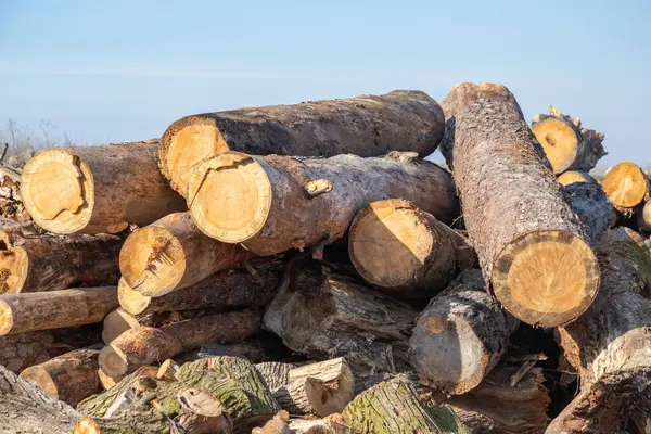 A pile of wood logs. Forest pines and firs. Pile of logs, logging wood industry.