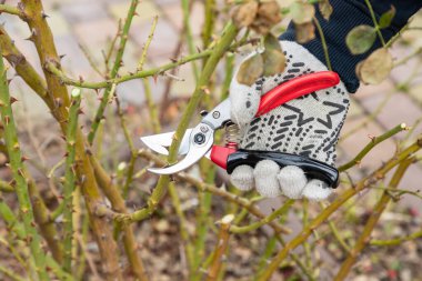 Rosa Bush 'un dallarını budama makası ve secateur kullanarak kesiyor. Budama, bahçe aletleri. Çiftçiler, baharda ya da sonbaharda el yapımı budama makası ya da meze ile bahçede bir gül çalısının dallarını eritip kesiyorlar. Mevsim ağacı. Kapat..