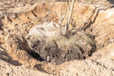 Gezici vinç yükleme kamyonunun kancalarına toprak parçası asılmış genç bir ağaç dikmek. Sokakları düzenlemek, güneşli bir bahar gününde genç ağaçlarla dolu parklar. Yakın plan..