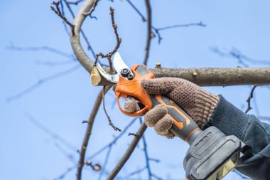 Bahçıvanın eli bahçedeki bir ağacın dallarını budama makası ve budama kesicileri kullanarak budardı. Elektrikli aletleri budamak. Mevsim bahar kesimi ağacı. Kapat..