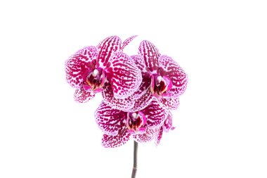 Güzel Phalaenopsis orkide çiçekleri, beyaz arka planda izole edilmiş. Beyaz arka planda orkide. Kopyalama. Yakın plan..