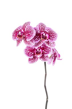 Güzel Phalaenopsis orkide çiçekleri, beyaz arka planda izole edilmiş. Beyaz arka planda orkide. Kopyalama. Yakın plan..
