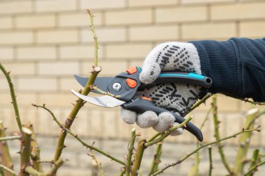 Rosa Bush 'un dallarını budama makası ve secateur kullanarak kesiyor. Budama, bahçe aletleri. Çiftçiler, baharda ya da sonbaharda el yapımı budama makası ya da meze ile bahçede bir gül çalısının dallarını eritip kesiyorlar. Mevsim ağacı. Kapat..