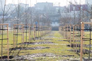 Yeni parkta arka arkaya genç ağaçlar dikildi. Koruyucu desteği olan genç ağaçlar. Yeni bir şehir parkında ya da meydanında düzgünce dikilmiş ve çivilenmiş genç ağaçlar..