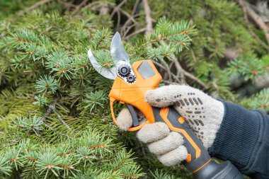 Bahçıvanın el budaması, ladin dalları, köknar ağacı, bahçede çam ağacı elektrikli pille çalışan budama kesiciler, makaslar. Elektrikli aletleri budamak. Mevsim bahar kesimi ağacı. Kapat..