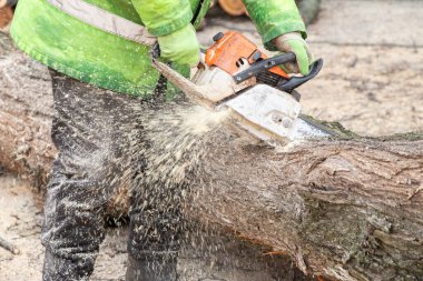 Profesyonel erkek oduncu koruyucu giysiler içinde ağaç gövdesini testereyle kesiyor. Ağaç kesme, ağaç kesme. Arka bahçedeki elektrikli testereyle ağaçları buduyorum. Odun kesiyorum..