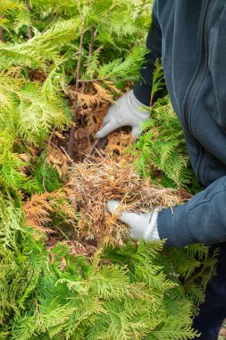 Hands of a gardener in protective gloves, who is removing dry yellow branches of thuja bushes. Vertical. Close-up.