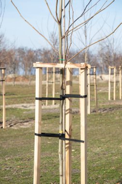 Ağaç Desteği genç ağaçlar tahta kazıklarla destekleniyor. Genç ağaç fidanı tahta çıtalar tarafından desteklenip destekleniyor ve bant teli ile bağlanıyor. Dikey. Yakın plan..