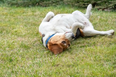 Sevimli, komik ve mutlu köpek yeşil çimlerin üzerinde baş aşağı yatıyor. Arka planda yeşil çalılar olan bir çayırda yuvarlanan köpek. Kameraya bak..