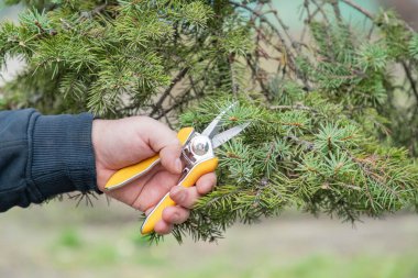 Ladin ağacının dallarını budama makası kullanarak kesiyor, secateur. Budama, bahçe aletleri. Çiftçiler, baharda ya da sonbaharda el yapımı budama makası ya da meze ile bahçedeki bir çam ağacının dallarını eritip kesiyorlar. Mevsim ağacı. Kapat..
