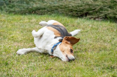 Sevimli, komik ve mutlu köpek yeşil çimlerin üzerinde baş aşağı yatıyor. Arka planda yeşil çalılar olan bir çayırda yuvarlanan köpek. Kameraya bak..