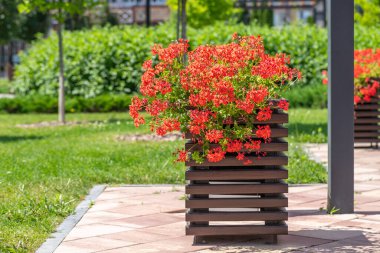 Güzel kırmızı pelargonyum, sardunya zonalı ahşap kap, bahçesinde kırmızı çiçekler olan pelargonyum hororum, yeşil şehir parkı veya güneşli bahar veya yaz aylarında kare. Şehir bahçesi konsepti. Çevre gelişimi. Eğlence alanı: