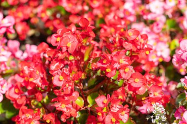 Güneşli bir günde güzel kırmızı balmumu begonya çiçekleri (Begonia semperflorens). Çiçek açan pembe, bahçede kırmızı çiçekler. Seçici odaklanma. Yakın plan..