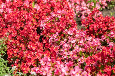 Güneşli bir günde güzel kırmızı balmumu begonya çiçekleri (Begonia semperflorens). Çiçek açan pembe, bahçede kırmızı çiçekler. Seçici odaklanma. Yakın plan..