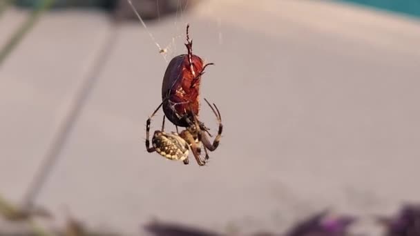 用蚕丝包裹褐色甲虫的球织蜘蛛 — 图库视频影像