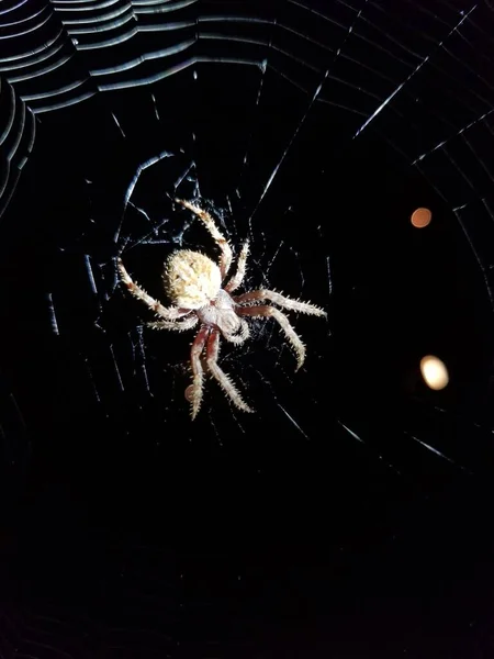 Behaarte Spinne Wartet Nachts Netz Auf Beute — Stockfoto