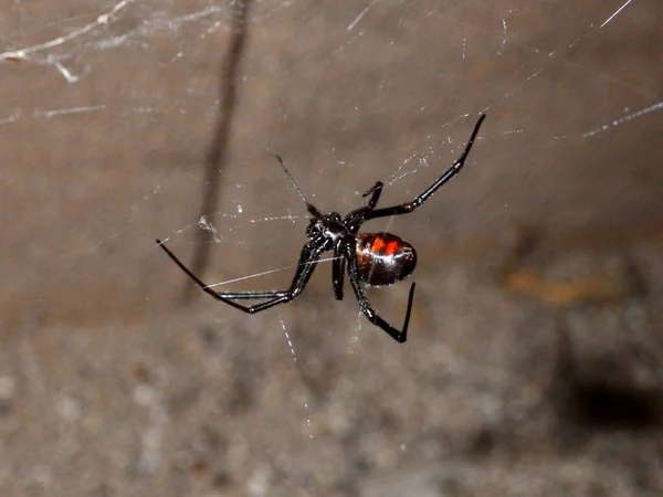 Μαύρη Αράχνη Χήρα Στον Ιστό Νύχτα Φωτογραφία Αρχείου