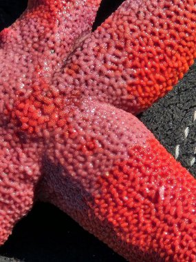 Parlak kırmızı kanlı denizyıldızı kolları deriye yakın görünüyor.