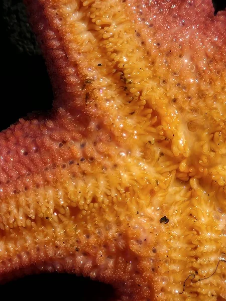 Estrella Mar Sangre Volteó Mostrando Sus Pies Tubo — Foto de Stock
