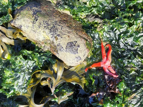 stock image Bright red blood starfish, seaweed and kelp