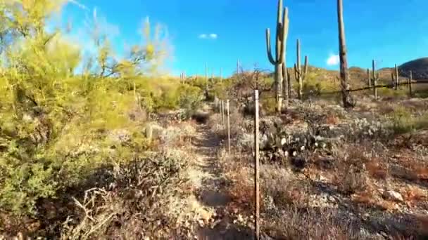 鉄条網の隣にあるソノラ砂漠でのハイキング Tucson — ストック動画