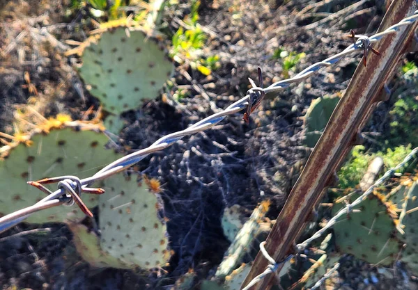 Recinzione Filo Spinato Con Cactus Ficcanaso — Foto Stock