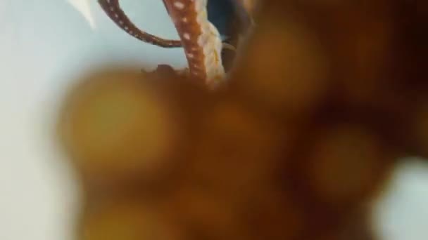 Cámara Pulpo Con Tentáculos Hawaii Island Farm — Vídeos de Stock
